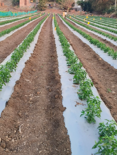 Community farming initiative Umang Foundation 2025