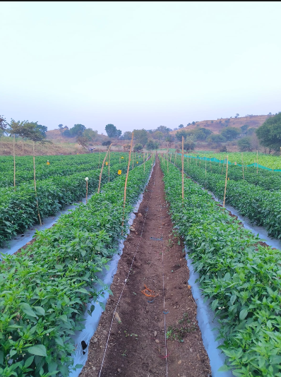 Umang Foundation empowering farmers through education